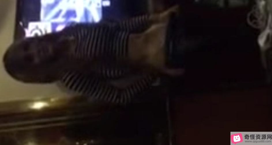 推特小美TS伪娘热舞58部111G太骚气